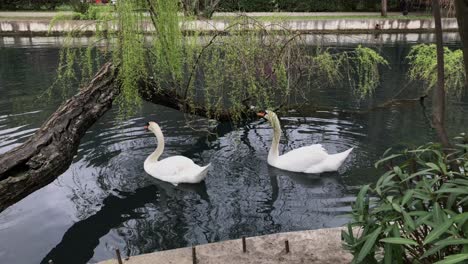 two swans on a pond in a park