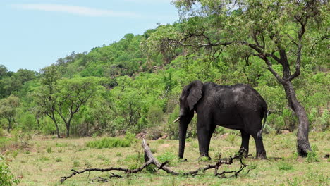 african elephant rests in shade of tree on warm day, profile view