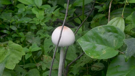 white color wild mushroom in the rain forest morning