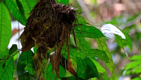 un vacío visto en el bosque mientras la cámara se aleja, pico de pecho plateado, serilophus lunatus, parque nacional kaeng krachan, tailandia