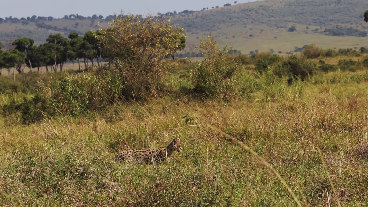 disparo en cámara lenta de serval merodeando desde la distancia a través de la hierba alta, camuflaje contra el paisaje africano, destello de marcas, kenia, áfrica animales de safari en masai mara north conservancy