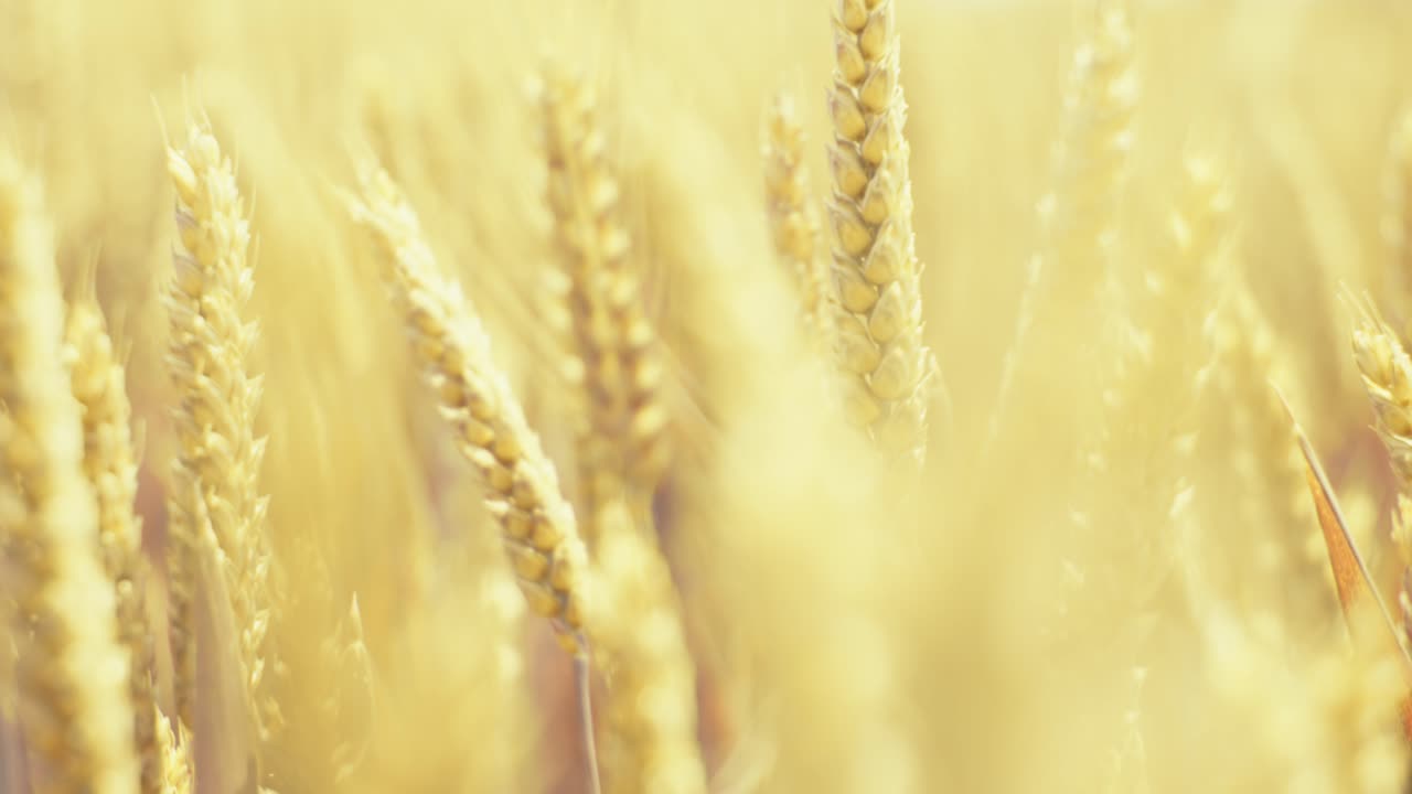 Golden wheat field in the sunshine, showcasing ripe grains ready for harvest. This close-up shot captures the beauty and abundance of nature, symbolizing growth, agriculture, and healthy living.