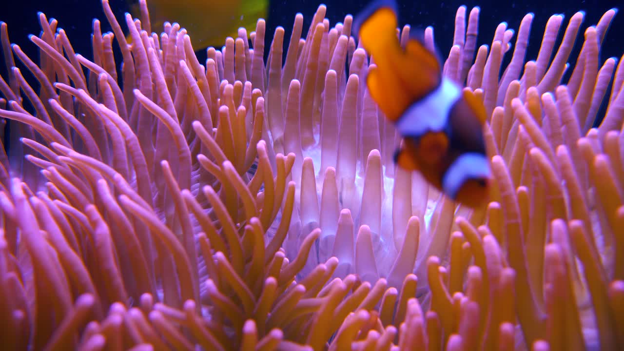 Pesci pagliaccio nuotano dentro e intorno a un'anemone di mare