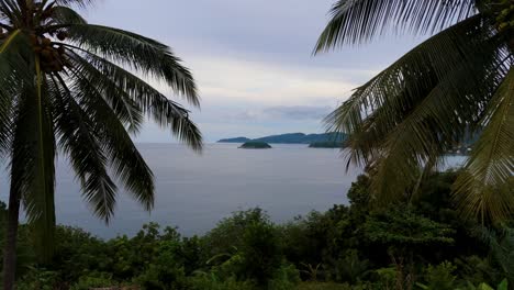 tropical paradise: a stunning aerial vertical drone flight between two palm trees on phuket island in 4k