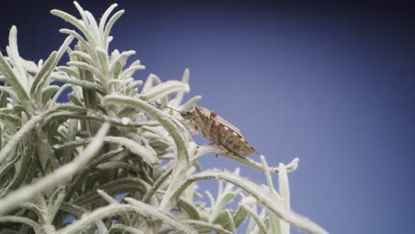 close up of bedbug insect over succulent plant on blue background. zoom in macro probe