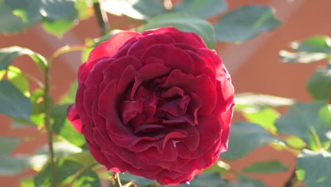 red rose flower in a garden