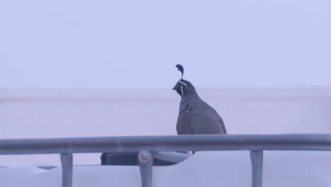 male california quail looking around in an industrial junk yard in slow motion