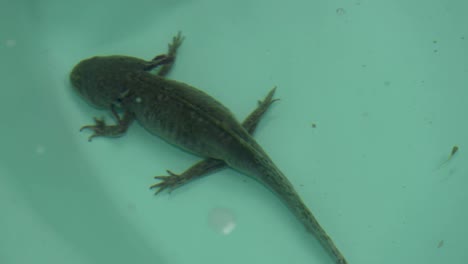 Axolotl-swimming-in-water-tank