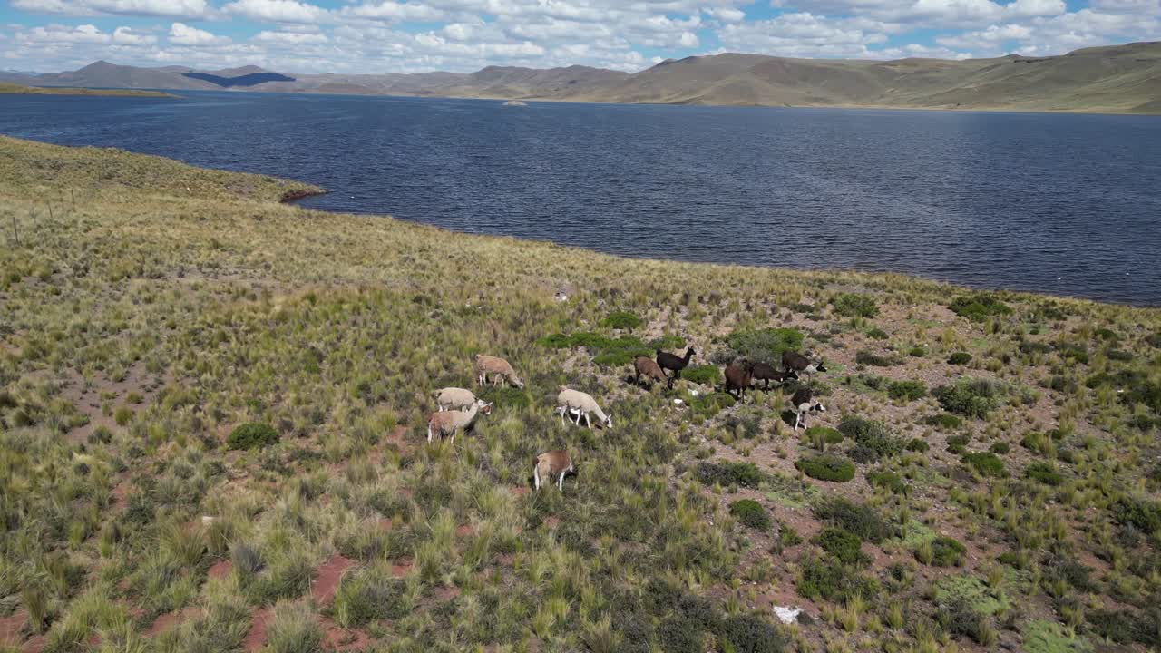 Aerial orbits Llamas grazing in rugged terrain by Peru altiplano lake
