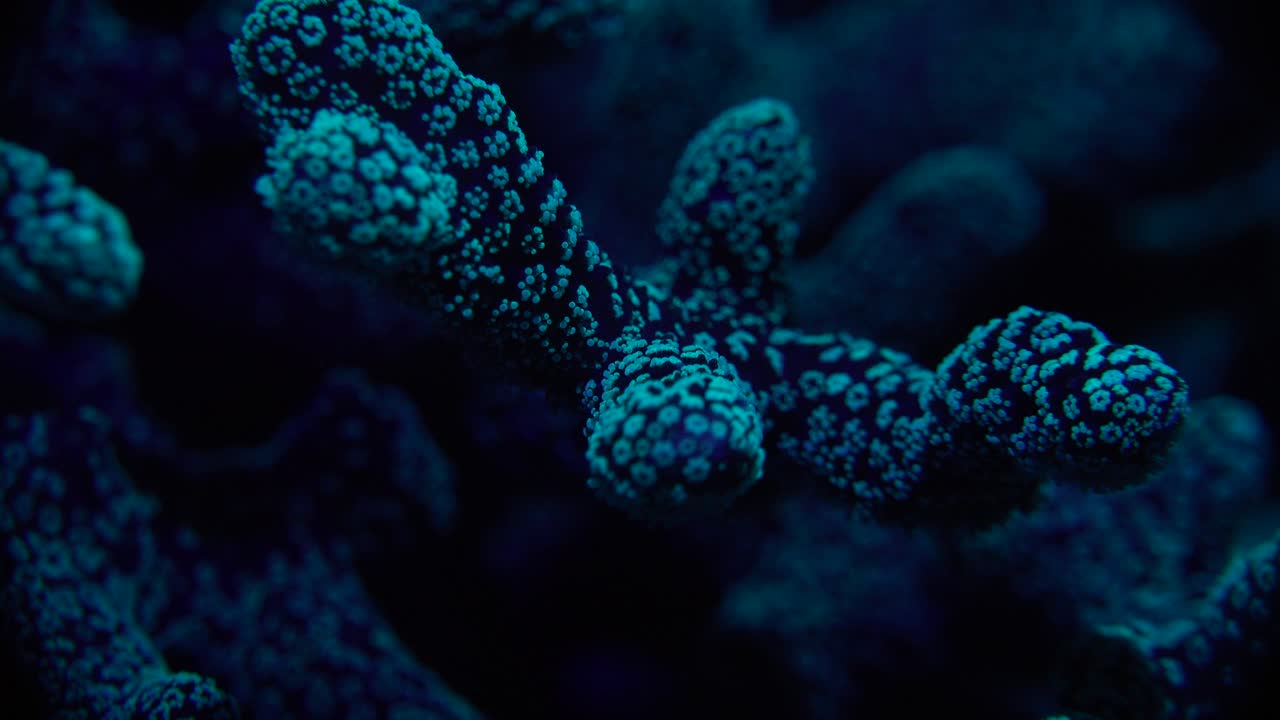 coral duro azul fluorescente que brilla intensamente en la noche en el arrecife de coral tropical
