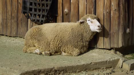 Attraktive-Merino-Schafrasse,-Die-Kaut,-Während-Sie-Sich-Draußen-An-Einer-Holzwand-Im-Großen-Park-Von-Seoul-Ausruht-Kinderzoo-In-Südkorea---Mittlerer-Schuss