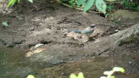 Ave-Urraca-De-Alas-Azules-Con-Comida-En-Un-Pico-Saltando-Sobre-Suelo-Fangoso-Junto-A-La-Corriente-De-Agua