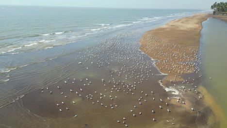 pájaros volando en la vista panorámica del río