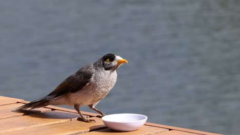 bird exploring and pecking at a small bowl