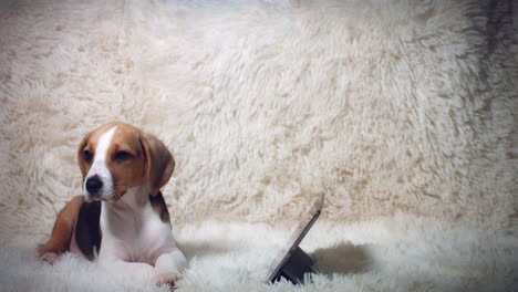 4k de un cachorro beagle sentado con una tableta