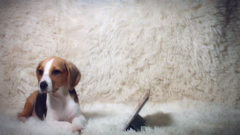 4k shot of a beagle puppy dog seating with a tablet