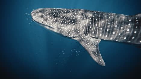 Whale-shark-swims-in-deep-blue-ocean-water,-upper-half-closeup-of-pectoral-fin