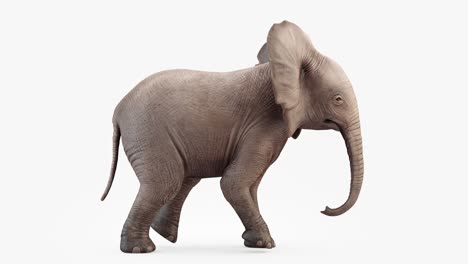 cg animation. elephant baby walk.loop animation.