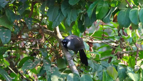 From-it-perch,-the-Black-throated-Laughingthrush-Pterorhinus-chinensis,-flew-to-the-bottom-left-side-of-the-frame,-inside-Khao-Yai-National-Park,-Thailand