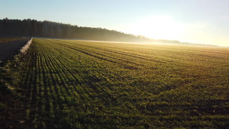 Vista-Panorámica-Sobre-Un-Campo-Verde-Al-Atardecer-En-La-Selva-Negra,-Alemania