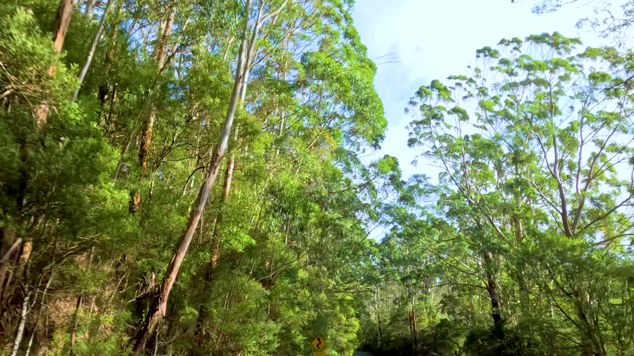 un viaje sereno a través de un bosque vibrante, mostrando árboles altos y luz solar salpicada, creando una experiencia pacífica e inmersiva