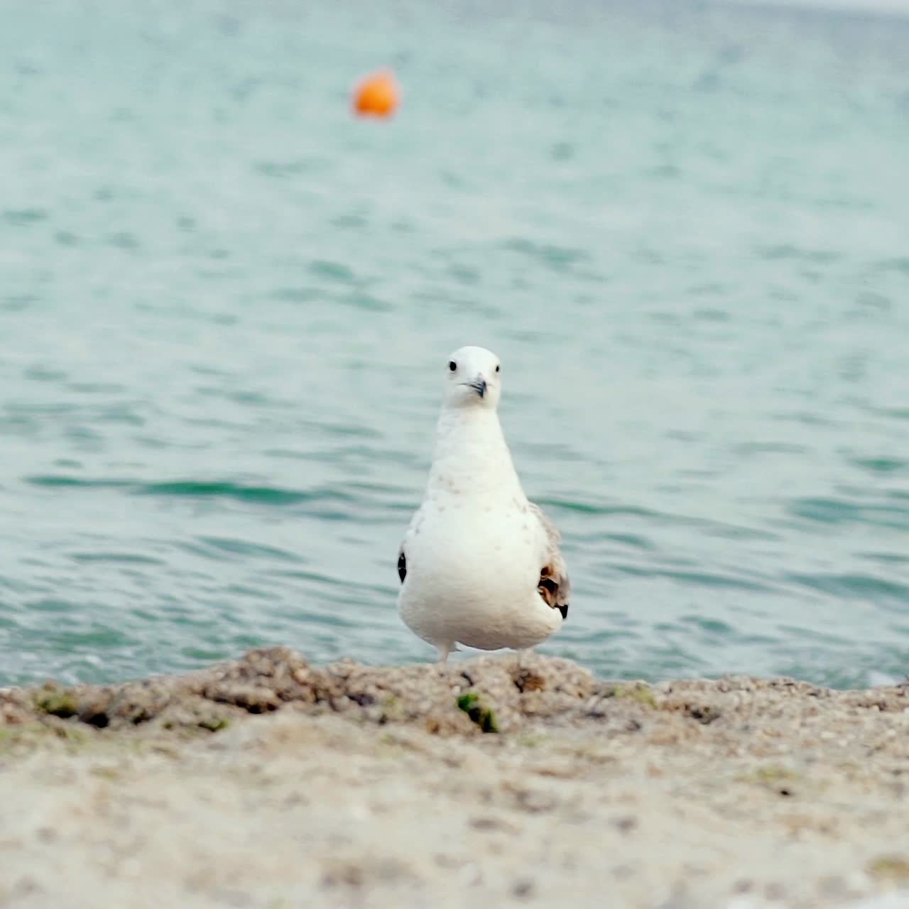 Seagull on the ocean beach. Bird on beach sand looking for food.