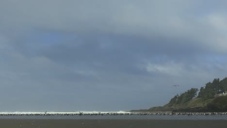 wide view of seagulls standing in the beach coast during a cloudy day