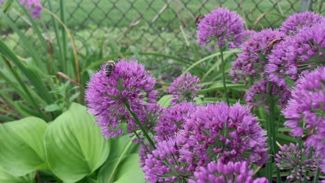 Be-collecting-pollen-on-ornamental-onion,-close-up