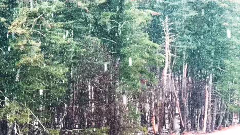 Heavy-snowfall-in-a-dense,-beautiful-pine-forest-during-winter-–-slow-motion