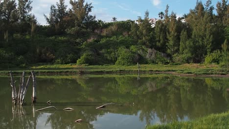 Spittal-Pond-Es-Una-De-Las-Reservas-Naturales-De-Las-Bermudas