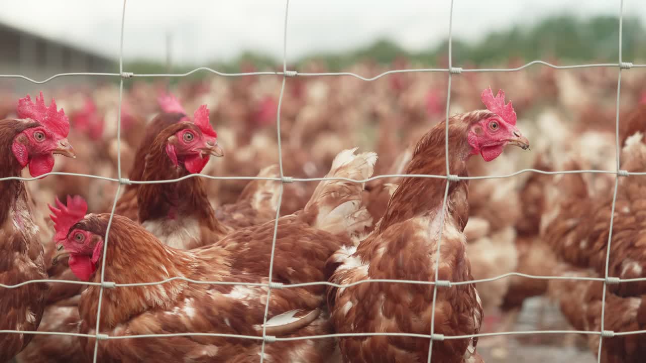 Brown Chickens Outside At Poultry Farm Seen Through Wire Fence. Low Angle