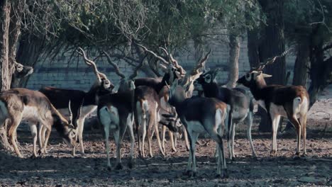 herd of spiral horned elands walking around in grounds in rural pakistan