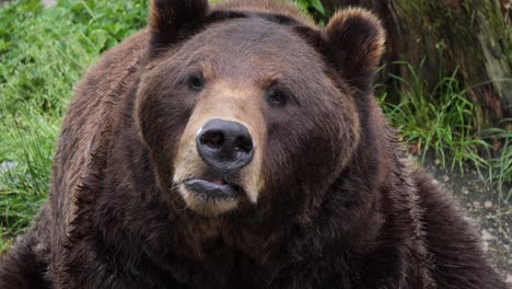 closeup of a brown bear, alaska