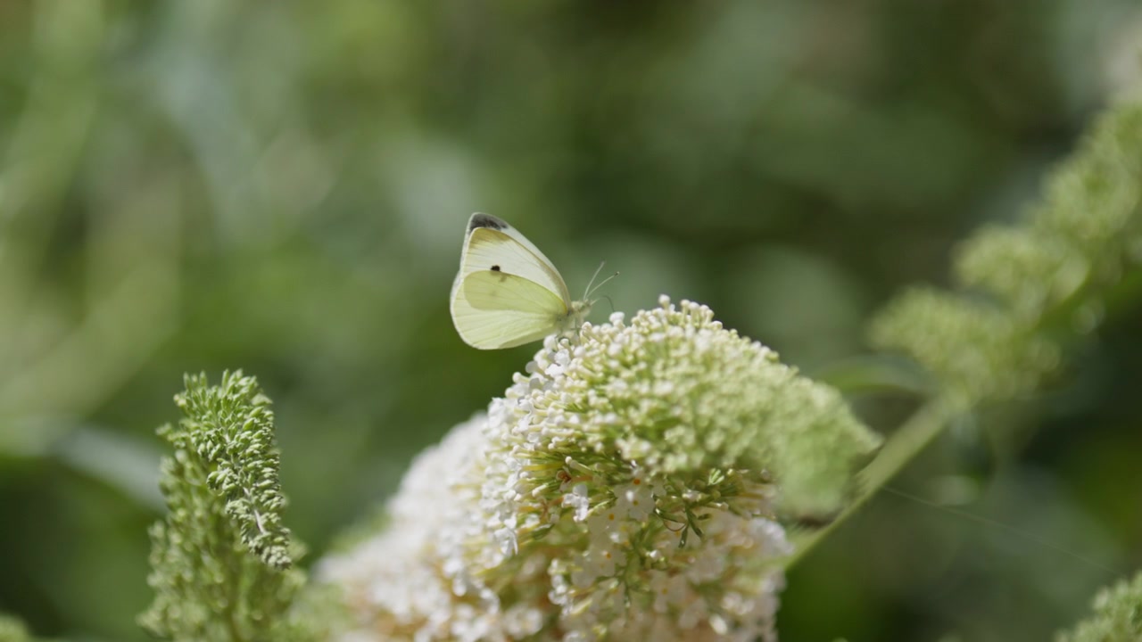 Slomo closeup of Pieris brassicae butterfly flying away from flower