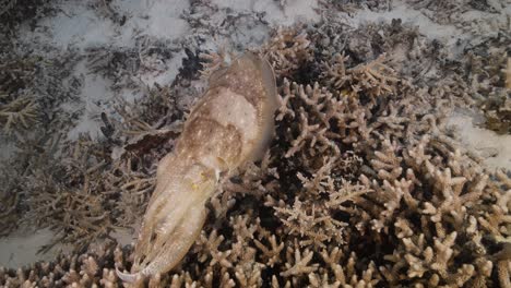 Sepia,-cuttlefish-on-a-tropical-coral-reef-changing-color-and-texture-to-camouflage-and-blend-with-the-environment