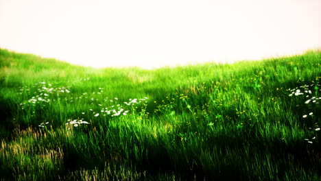 Landscape-view-of-green-grass-on-slope-at-sunrise