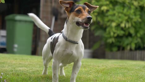 Primer-Plano-De-Juguetón-Jack-Russel-Terrier-En-Movimiento-De-Jardín-Con-Cola,-Tiro-En-Cámara-Lenta