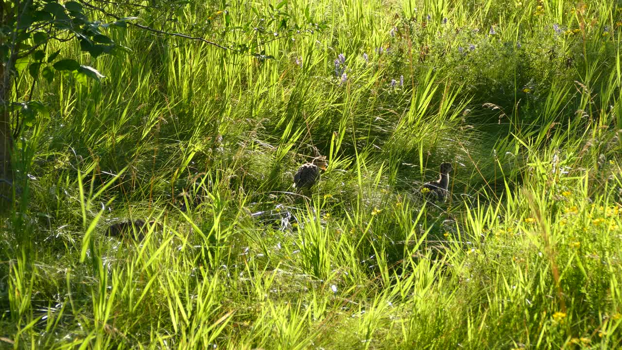 un pequeño grupo de familias de pavos caminando por la hierba verde en un día soleado