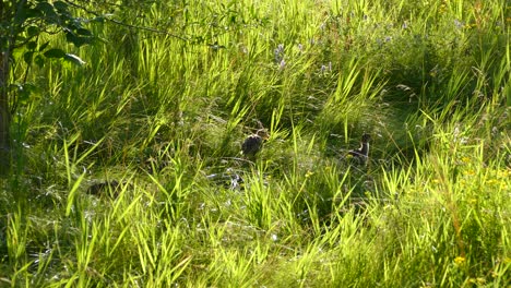 Eine-Kleine-Gruppe-Von-Truthahnfamilien-Geht-An-Einem-Sonnigen-Tag-Durch-Grünes-Gras