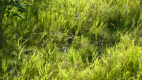 A-small-group-of-turkeys-family-walking-through-green-grass-on-a-sunny-day