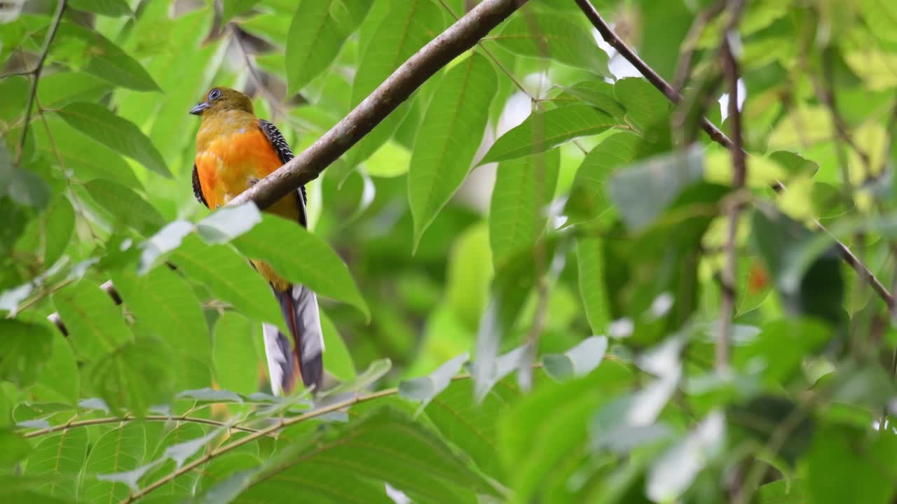 Orange-breasted Trogon, Harpactes oreskios, 4K Footage