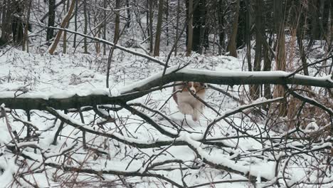 australian shepherd, overcoming the branches of a fallen tree in a run