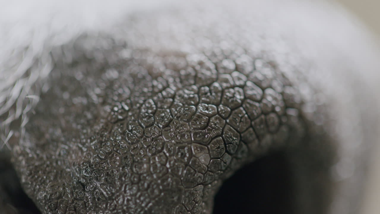 tiro macro extremo de la nariz de un perro