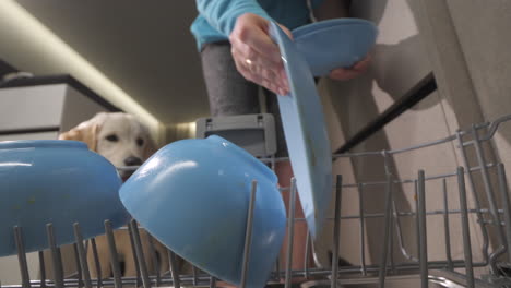 woman loading dishwasher with dirty dishes and a dog watching