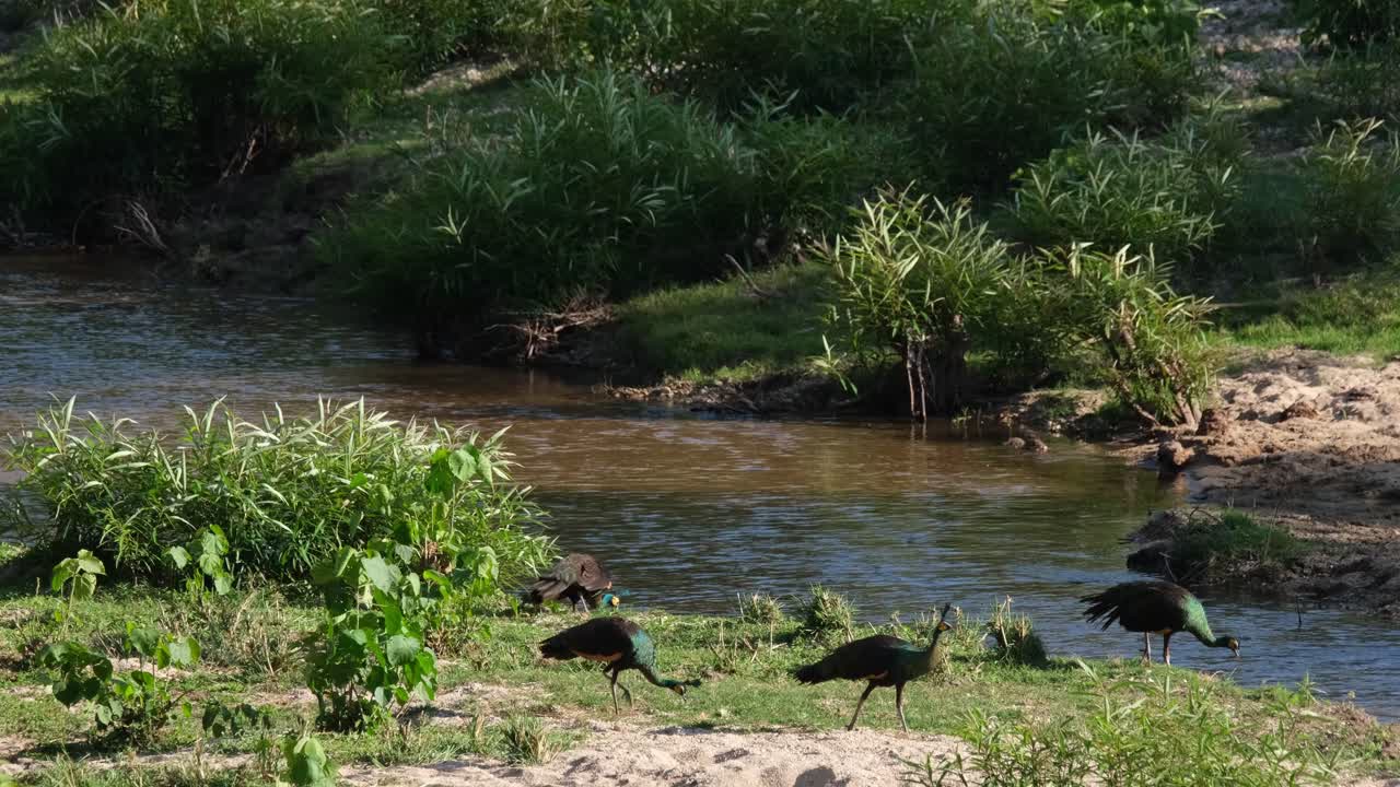 Quattro esemplari che cercano cibo al ruscello durante un pomeriggio caldo, Pavone verde (Pavo muticus), Thailandia.