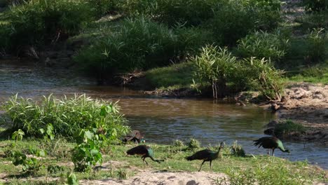 cuatro individuos forrajeando en el arroyo durante una tarde calurosa, pavo real verde pavo muticus, tailandia