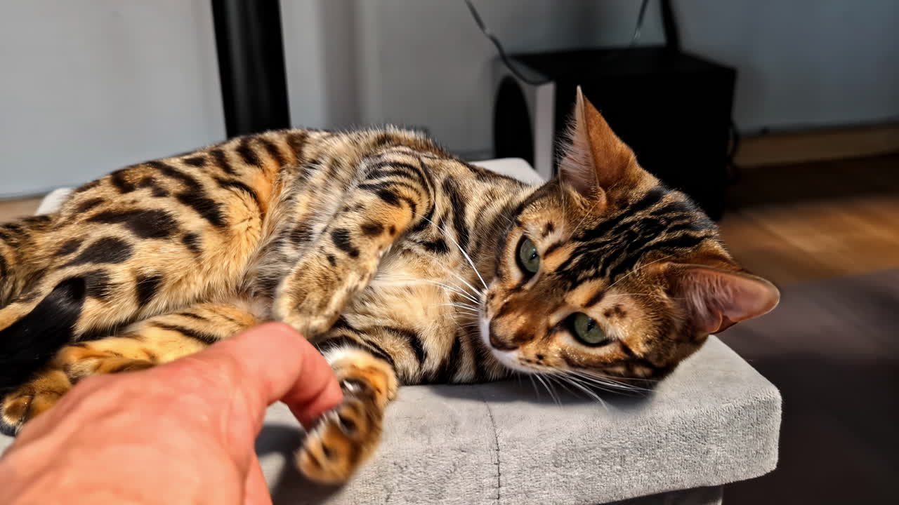 Bengal cat interacting with owner indoors on sofa