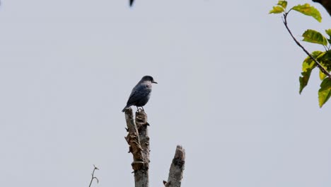 Visto-En-Lo-Alto-De-Una-Percha-Mirando-Hacia-La-Derecha-Mirando-Alrededor,-Macho-De-Zorzal-Azul-Monticola-Solitarius