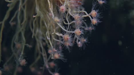 nudibranch escondiéndose en algunas malezas marinas en un fondo negro