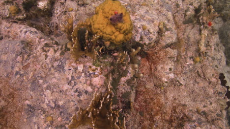 rocky reef with plants at caribbean sea in saint john, u